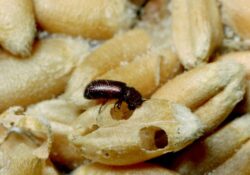 Como Eliminar a Cochonilha-do-milho (Rhizopertha dominica)