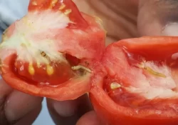 Como Eliminar a Broca-do-tomateiro (Tuta absoluta)