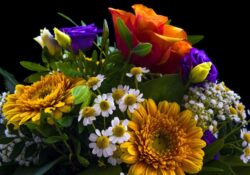 4 Curiosidades sobre as flores que você não sabia