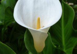 Flor do Lírio de Arum (Zantedeschia aethiopica)