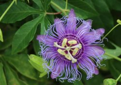 Flor da Paixão (Passiflora incarnata)