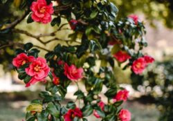 Plante Camellia em 5 Passos