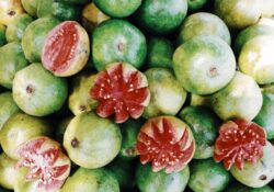 Goiaba: Da Ciência à Gastronomia - Tudo sobre essa Deliciosa Fruta!
