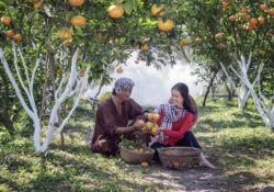 Os benefícios da tangerina para a saúde do sistema imunológico