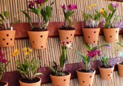 As 5 orquídeas mais encantadoras para jardins verticais