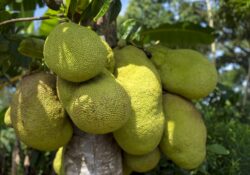 Jaca: A Fruta Gigante