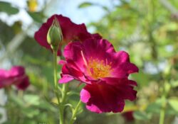 Rosa-Rubra (Rosa gallica)