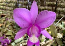 Cattleya Nobilior