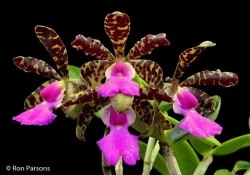 Cattleya aclandiae