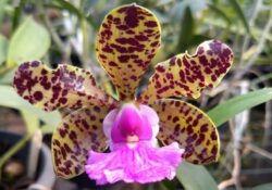 Cattleya aclandiae