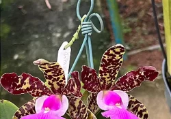 Cattleya aclandiae