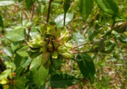 Rosa Verde (Rosa viridiflora)