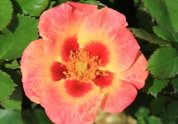 Rosa Coral (Rosa Persica)