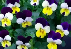 Flor de Amor-Perfeito (Viola tricolor)