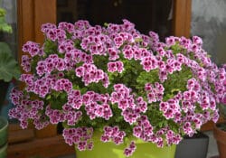 Gerânio (Pelargonium)