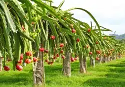 Cactos da Pitaya