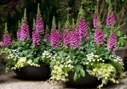 Dedaleira (Digitalis purpurea)