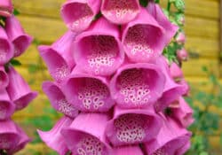 Dedaleira (Digitalis purpurea)