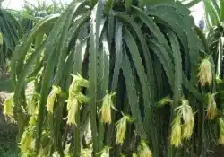Cactos da Pitaya