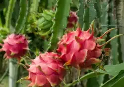 Pitaya