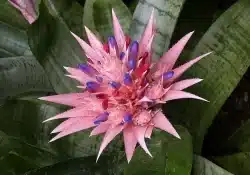 Bromélia