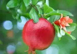 Romã (Punica granatum)