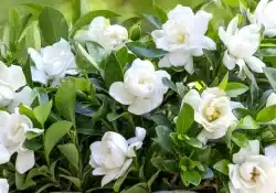 Gardênia