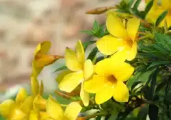 Alamanda