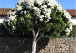 Melaleuca