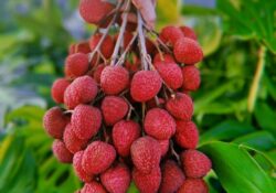 Lichia