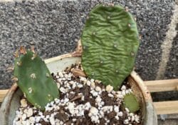 Cactos murcho