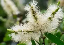 Melaleuca