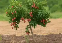 Lichia