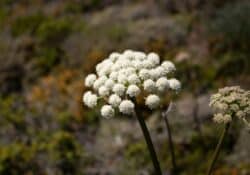 Angélica (Angelica archangelica)